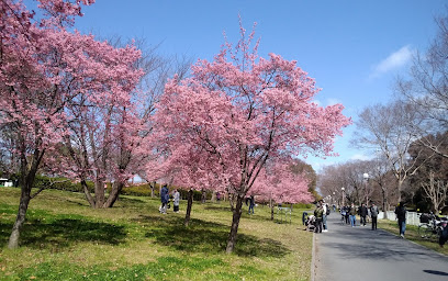 Tsurumi Ryokuchi park large lawn area