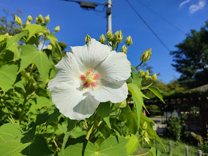 Cotton Rose Garden