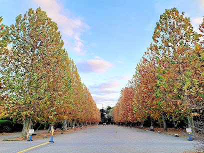 Row Of Plane Trees