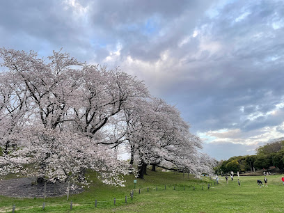 Negishi Forest Park