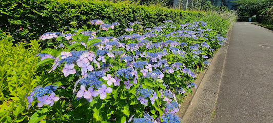 湿生花園
