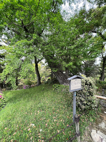 A-bomb Survivor Giant Ginkgo Tree