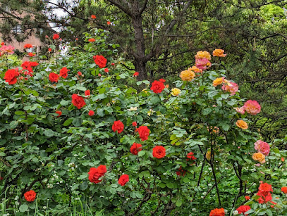 Rose Garden