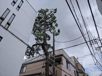鞍掛けの松