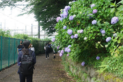あじさいの小路