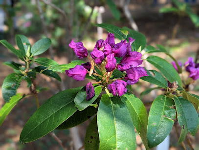 Rosebay Garden