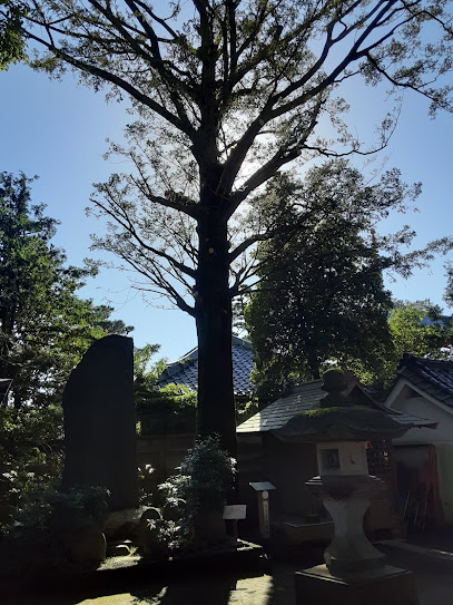 練馬の名木 氷川神社のカヤ