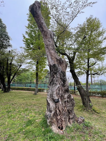 府中の森公園キリの木