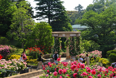 Garden with a Rose and cascade