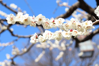 Plum Garden