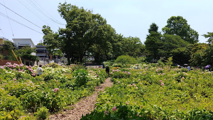 Chayagasaka Park Hydrangea Garden