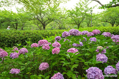 Hydrangea in Utsugi-en Garden