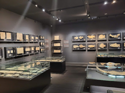 Oishi Fossils Gallery of Mizuta Memorial Museum, Josai Unversity Educational Corporation