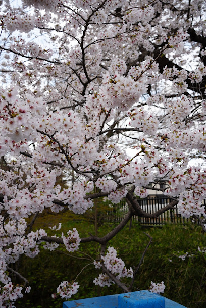 Sakurabashi Park