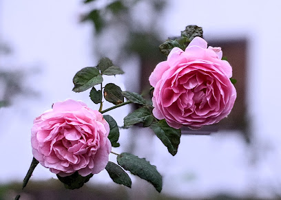 BZ花壇