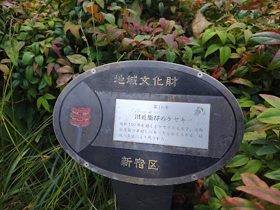 旧近衛邸大欅