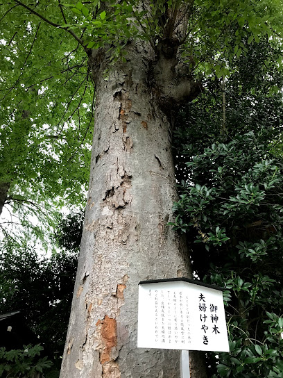 夫婦けやき