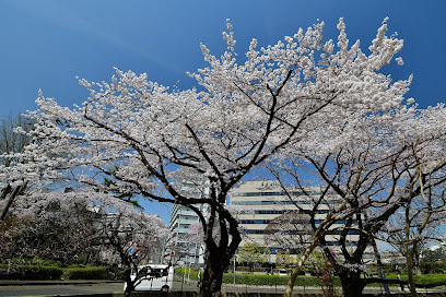 Reference tree for flowering cherry blossoms (Sendai District Meteorological Observatory)
