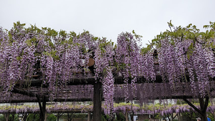 Kameido Tenjin Wisteria Frames