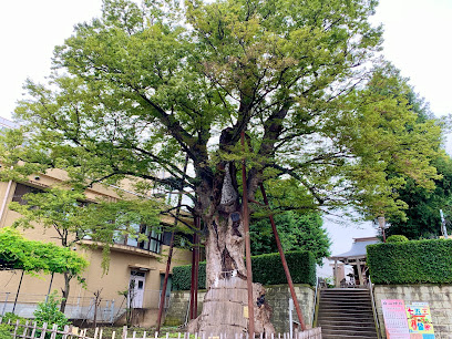 白山神社の大ケヤキ