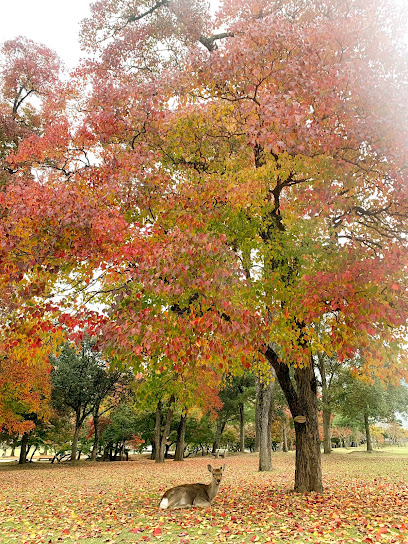 Nara Park
