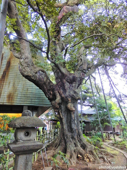 醤油屋のしいの木