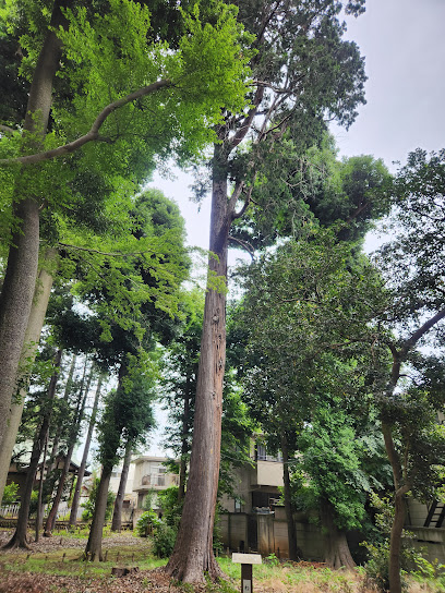 諏訪神社のヒノキ