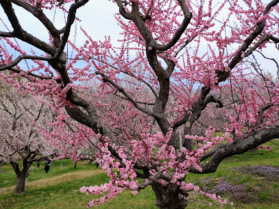 Hiraoka Park