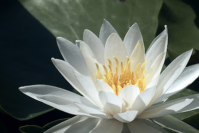 Water lily pond