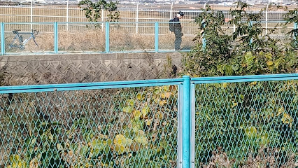 緑化樹木見本園