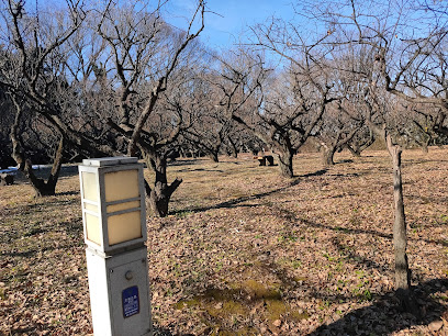 Akatsuka Park Jōshi Area Plum Garden
