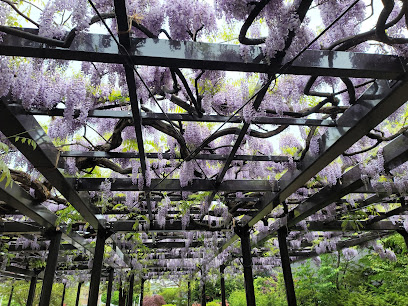 Hiragishi Tenjin Wisteria (Fuji)