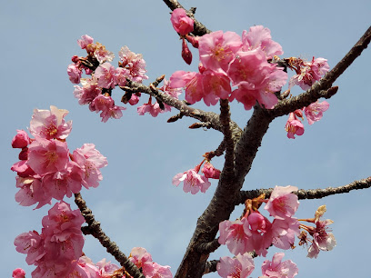 Oyokogawa Promenade Kawazu Sakura