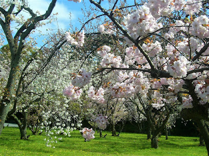 Cherry Garden