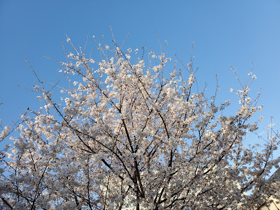 Sakura Park