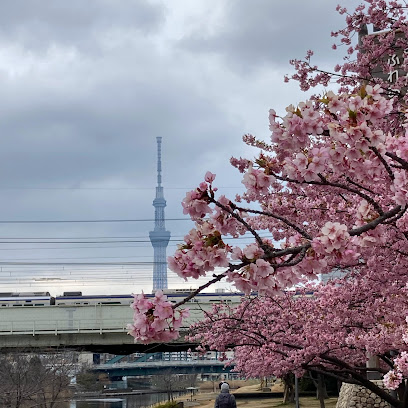 former Nakagawa Kawazu Cherry blossom