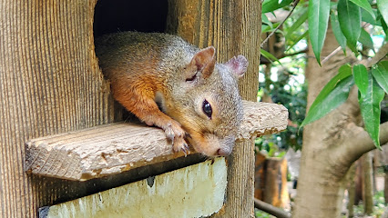 Squirrel Trail