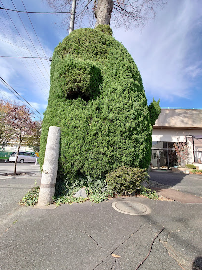 国分寺トトロ