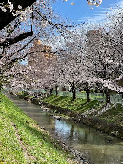 堀川沿いの桜並木
