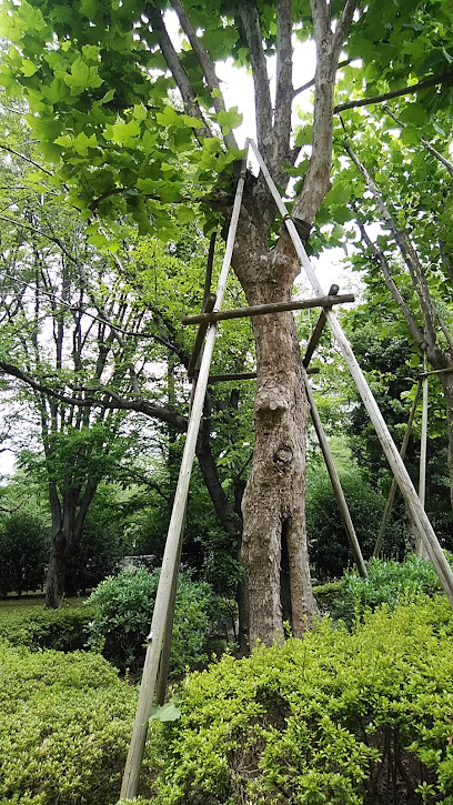 焼け残ったプラタナス