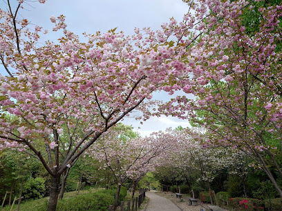 Cherry Blossoms and Illumination at the Nagoya Zoo Botanical Garden