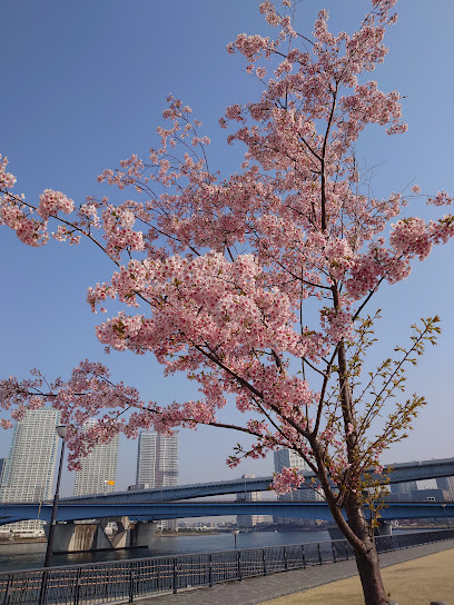 Shin-toyosu Sakura Park