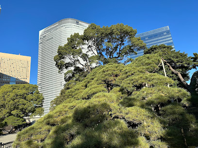 300 Year-Old Pine
