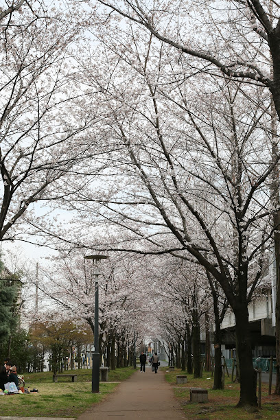 Kajiyasakura Ryokuchi Park