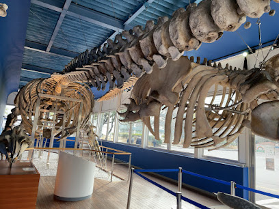 Museum of Marine Science, Tokyo University of Marine Science and Technology