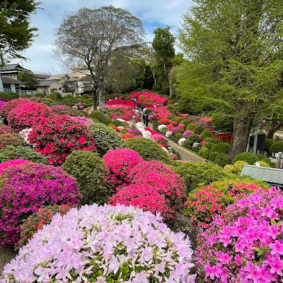 Nezu Shrine Azalea Garden