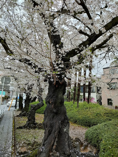蕨の森