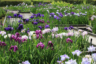 Iris Garden