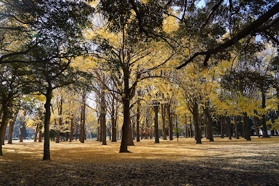 Ginkgo Trees