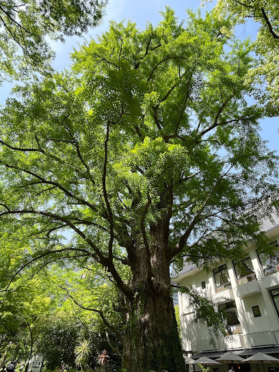 Ginkgo Biloba